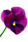 flower 16_Pansy - Stock