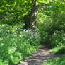 Thoughts among the Cow Parsley