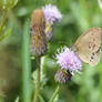 Ringlet