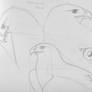 Ferruginous Hawk Sketches