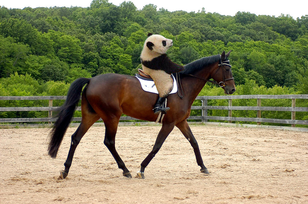 Panda Riding a Horse by itsanorange on DeviantArt