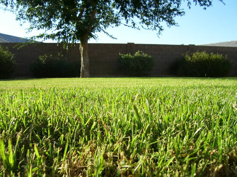 my dad's lawn