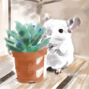 Chinchilla  Succulent