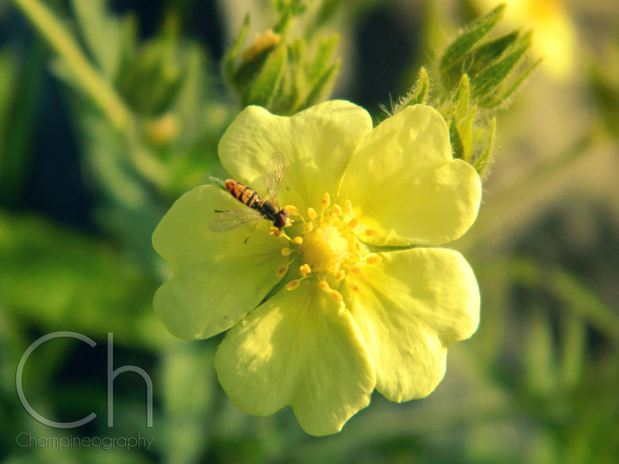 Pollination