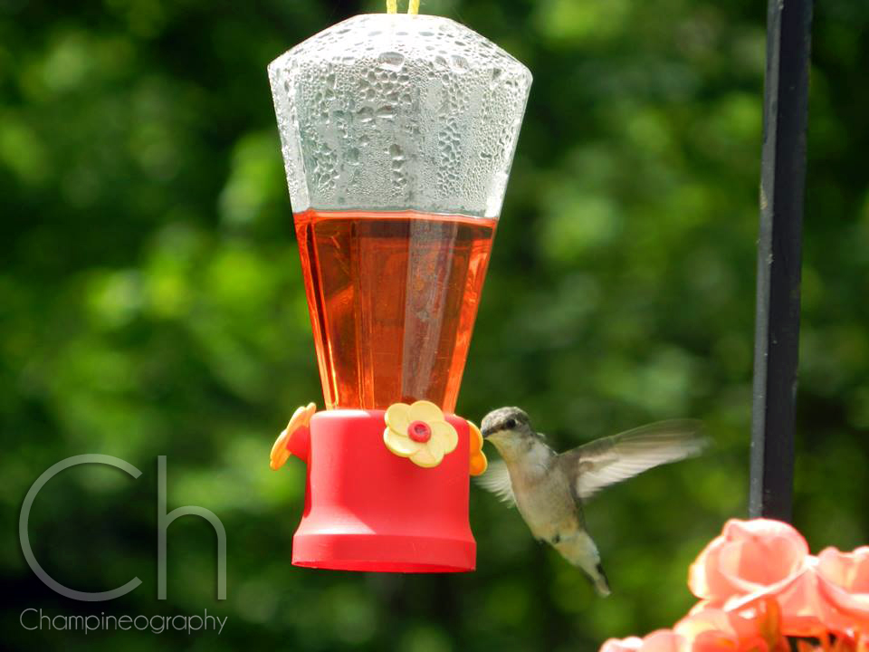 Hummingbird 6