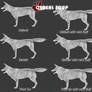 Canis Body Variations