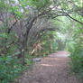 Forest Path