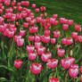 tulips to love you with