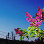 a lilac skyline