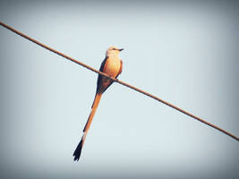 Long Tailed