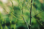 thinning by CherishKay