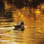 Golden Lake Waters