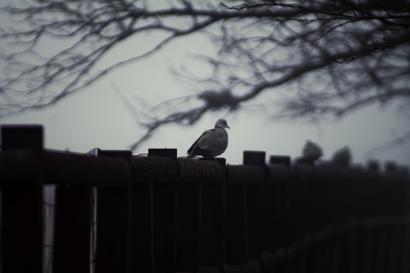 Grey Dove