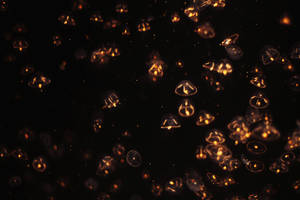 Light Night by CherishKay Light Night by CherishKay