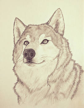 Wolf Sketch