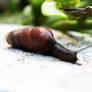 Snail