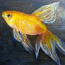 Gold fish practice