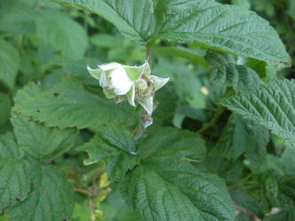 Raspberry Bloom