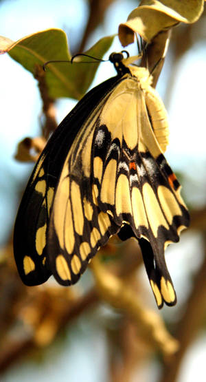 Yellow Swallowtail Butterfly