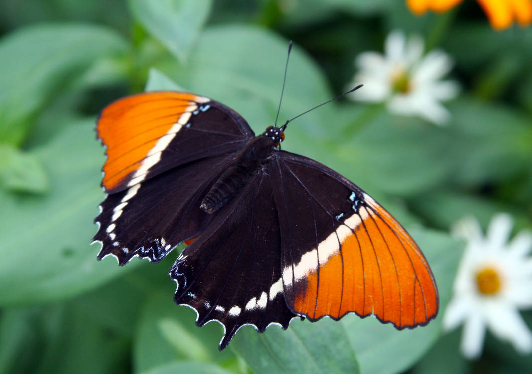 Бабочка черно оранжевая. Бабочка Махаон оранжевая. Бабочка Апельсинница. Бабочка оранжевая с черными. Бабочка коричневая с оранжевыми.