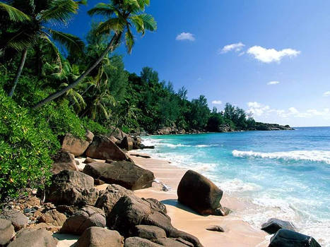 Palm-trees-beach