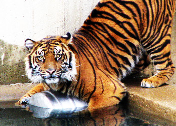 Panthera tigris sumatrae I