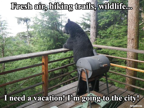 A Bear Vacation