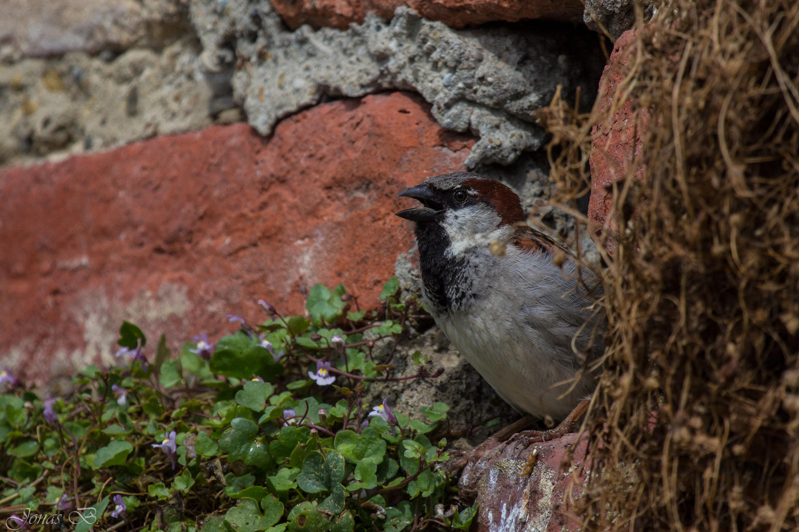 House Sparrow nesting in the wall