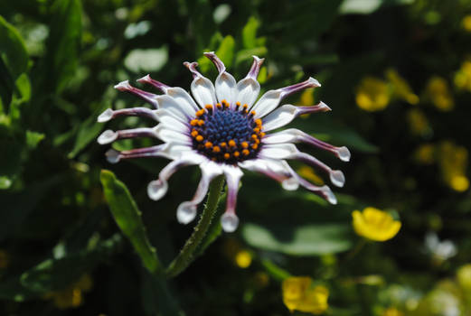 Purple and White