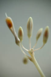 Flower buds of a Chlorophytum comosum
