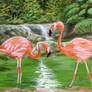 Flamingos in a river