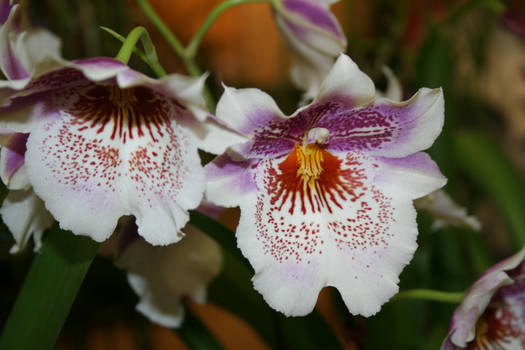 Orchid Show