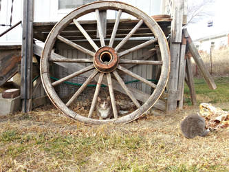 Through the Looking Wheel