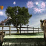 Animals Perspective