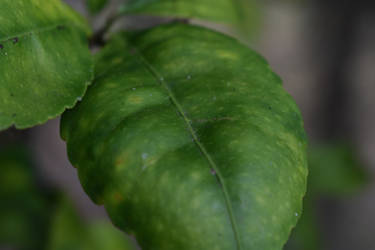 Orange Tree Leaf