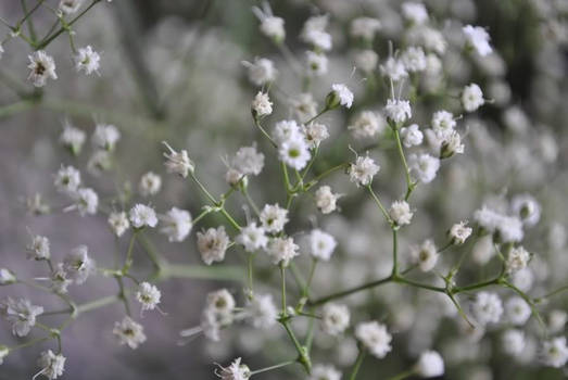 babys breath