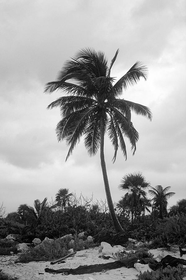 Palm Tree