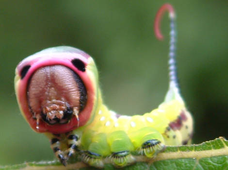 caterpillar