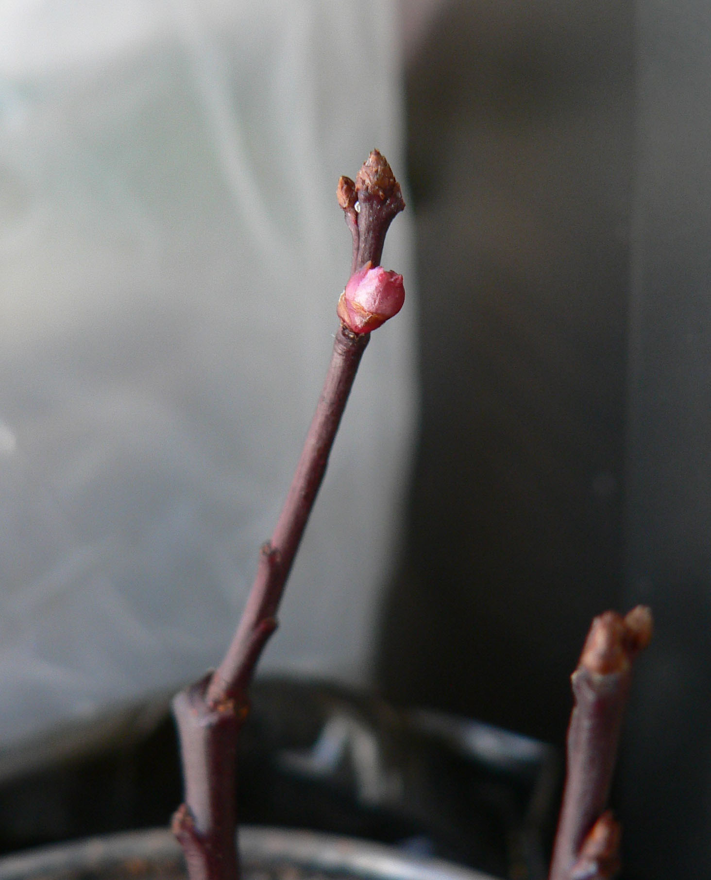 Prunus