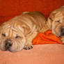 Shar pei puppies