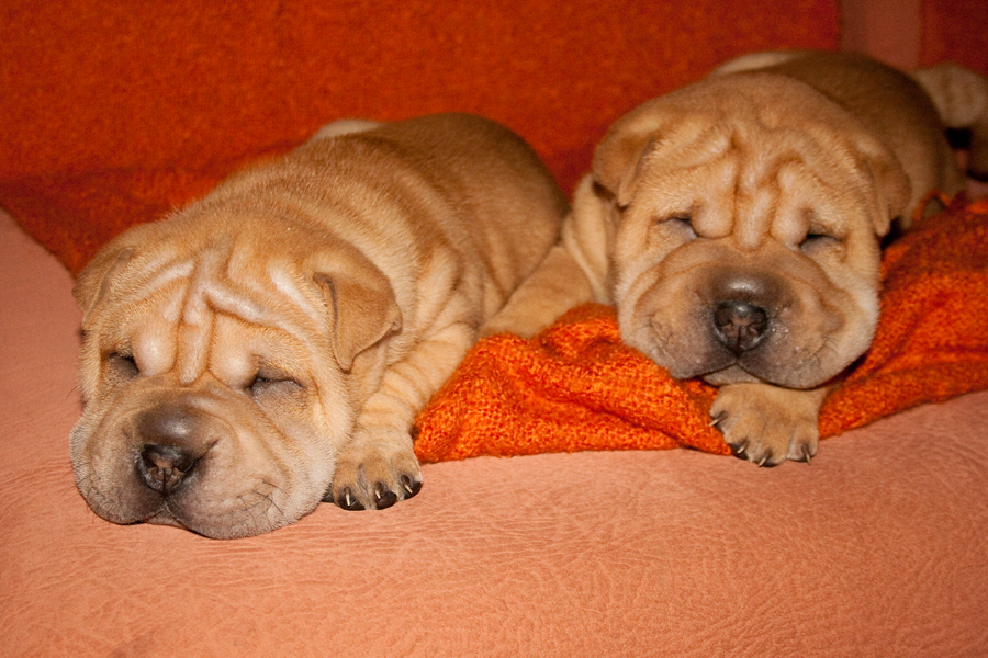 Shar pei puppies