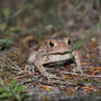 American Toad II