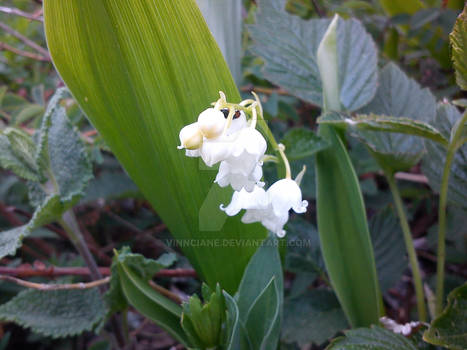 Muguet