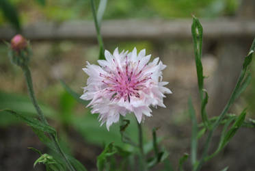 Pink Cornflower