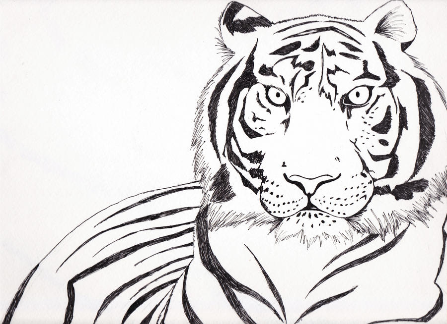 Tiger Pen Ink Pen And Ink Tiger by Nomalimae on DeviantArt