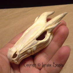 Miniature Dragon Skull -View 1