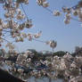 cherry blossoms