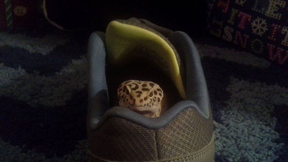 Geckoe Shoe