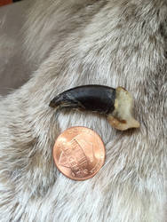 For Sale: Damaged Wolf Claw