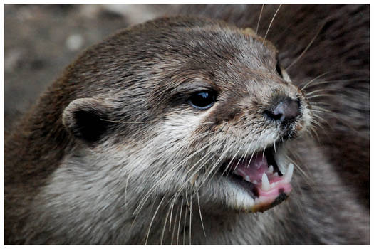 Otter portrait